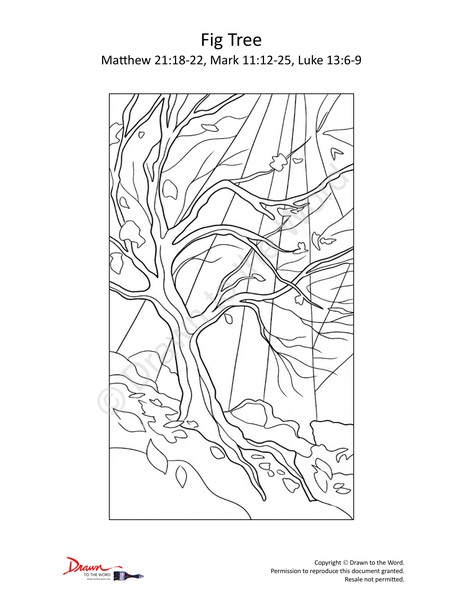 Fig Tree